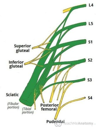Sciatic nerve roots